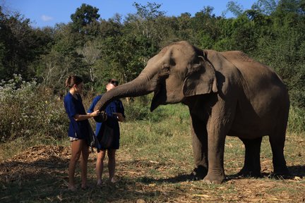 Living Green Elephant Sanctuary Chiang Mai
