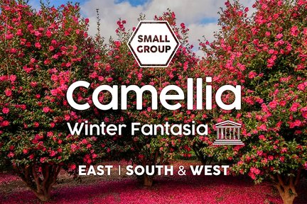 Jeju Camellia Winter Fantasia Small Group Day Tour