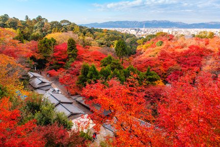 Temporada de hojas rojas｜Templo Tofukuji de Kioto y santuario Fushimi Inari Taisha y santuario Kifune de un día para observar los arces｜Excelente grupo pequeño de 4 a 13 personas