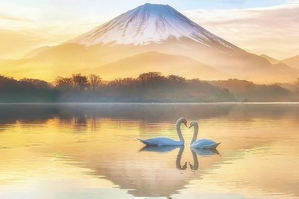 富士山网红美景&山中湖天鹅船体验一日游（东京出发）