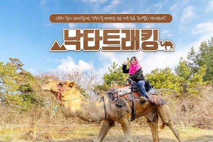 [제주] 낙타트래킹+먹이주기체험