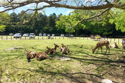 京都奈良巴士半日遊