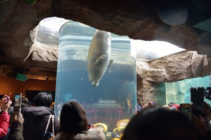 Visite du zoo d'Asahiyama, des cascades de Shirahige et de l'étang bleu au départ de Sapporo