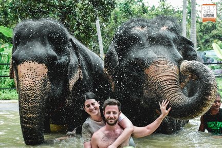 Experiencia en el santuario de la jungla de elefantes en Koh Samui