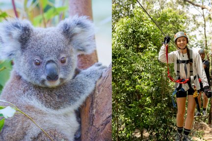 Experience Pass Currumbin Wildlife Sanctuary and Treetop Challenge