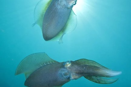 马布岛 PADI 五星潜水中心潜水一日游