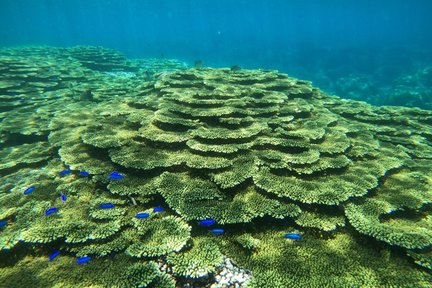 東嶼坪 シュノーケリング・七美島 日帰りツアー（澎湖）