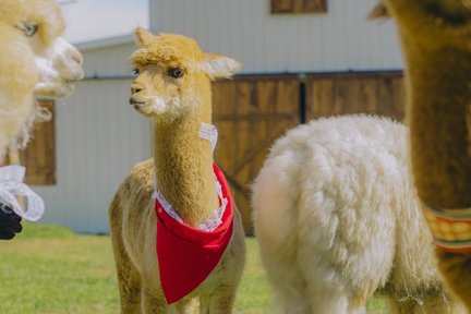 Biglietto per la fattoria dei cuccioli a Da Lat