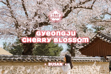 Gyeongju Cherry Blossom One day Tour from Busan