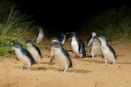 Billet pour le défilé des pingouins de Phillip Island