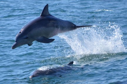 Dolphin Watching Experience in Amakusa