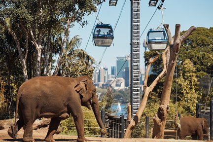 Boleto Hopper para el zoológico de Taronga y el puerto de Sydney