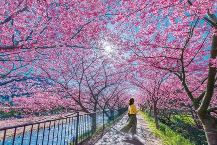 Cherry Blossom - Izu Kawazu Sakura and strawberry picking