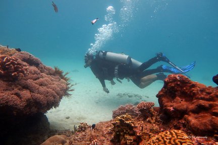 Pengalaman Menyelam Menjangan Island oleh Dune Atlantis Bali