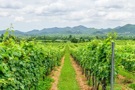 Visite de la cascade Pa-La-U et des vignobles de la vallée de la mousson