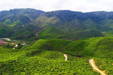 Cameron Highlands Private or Join In Day Tour from Kuala Lumpur