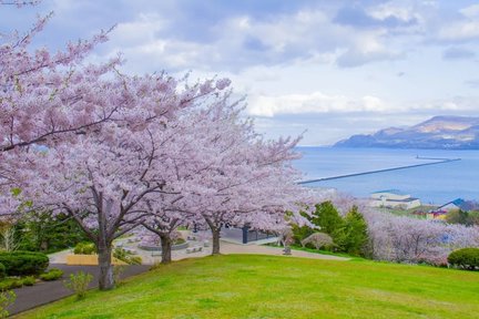 Hokkaido｜Otaru Cherry Blossom Viewing & Chitose Salmon Countercurrent & Lake Toya Tour