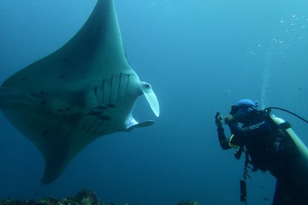 Trải Nghiệm Lặn Biển ở Tulamben, Amed, Padang Bai, Gili Tepekong hoặc Nusa Penida cho Người Được Chứng Nhận của Bali Aqua Dive