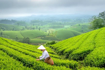 Hanoi Eco Tour: Ba Vi National Park Wonders & Tea Plantation