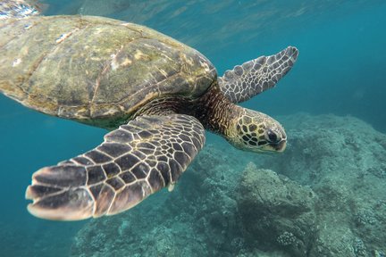 Plongée en apnée et plongée sous-marine en catamaran Manta à Pattaya