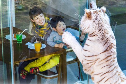 伊豆全景展望網紅公園 大室山伊豆動物王國白虎餐廳二日遊（入住修善寺溫泉酒店 東京出發）