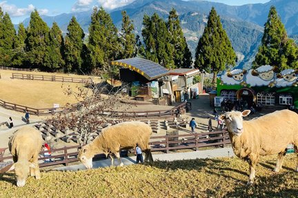 Excursion d'une journée à la ferme de Qingjing au départ de Taichung avec prise en charge à l'hôtel