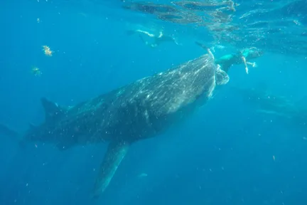 Whale Shark Snorkel Tour in Cancun