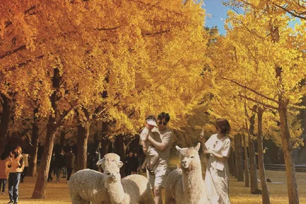 南怡岛 & 彩虹之森 & 快乐草原牧场 & 铁道自行车