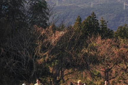 Private Photoshoot in Bamboo Forest & Ranch in Jeju