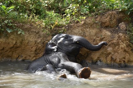 Krabi Elephant Care House with Tiger Cave Temple