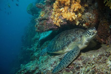 马布岛 PADI 五星潜水中心潜水进阶开放水域潜水员课程