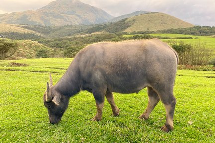 Beitou and Yangmingshan Day Tour di Taipei