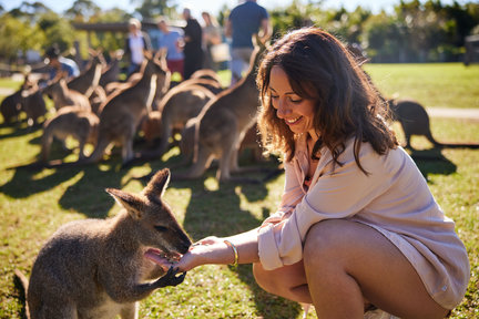 Tour Động Vật Hoang Dã, Thác Nước và Rượu Vang từ Sydney