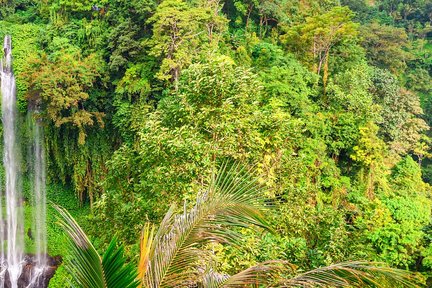 Air Terjun Sekumpul Private Day Tour 