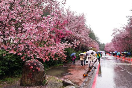 Excursión de un día a la granja Taichung Wuling desde Taipéi