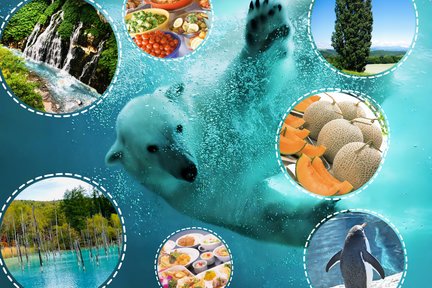 Tour dell'Hokkaido allo zoo di Asahiyama e alle cascate Shirahige da Sapporo