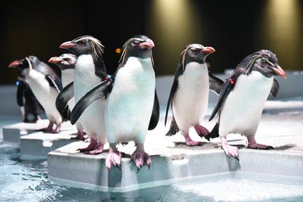 AQUARIUM PARK AOAO SAPPORO di Hokkaido