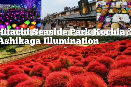 Hitachi Seaside Park, Ashikaga Flower Park and Tanbara from Tokyo