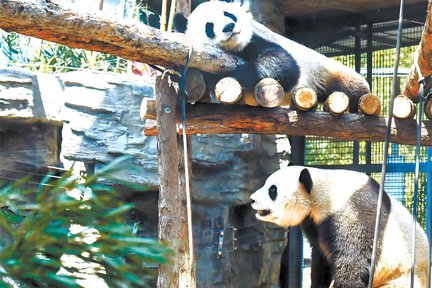 Beijing Zoo: Everything You Need Before Visiting