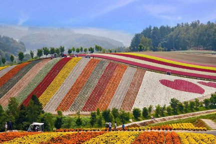 Shikisai no Oka & Furano & Biel Blue Pond Day Tour | From Sapporo