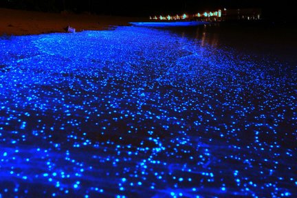 Bio Luminescent Swimming Tour dari Krabi