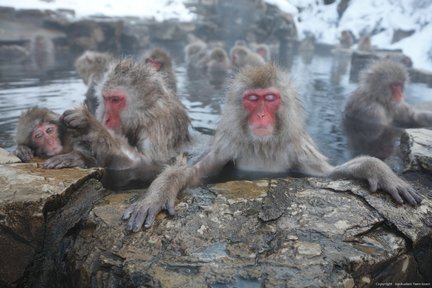 Snow Monkey Tour from Tokyo with Beef Sukiyaki Lunch