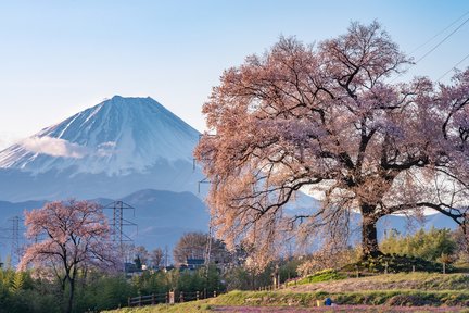 ทัวร์ชมซากุระพันปี ยามาทากะ จินได ซากุระ และซากุระ วานิตสึกะ หนึ่งวันจากโตเกียว