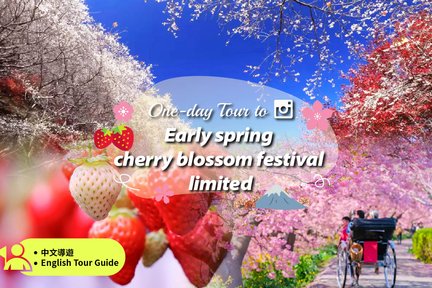 [2025 Early Spring Cherry Blossom Limited] Kawazu Sakura Festival & Strawberry Picking & Hie Shrine Day Tour (Depart from Tokyo)