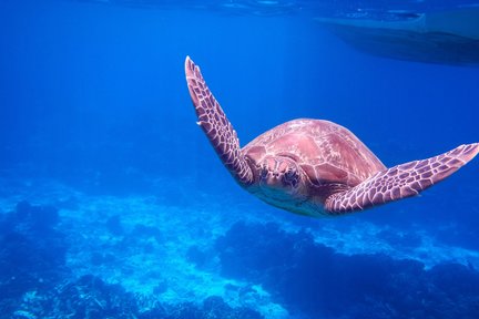 スリン諸島 日帰りツアー（プーケットorカオラック発）