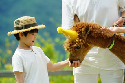 Alpaca World Ticket in Hongcheon, Gangwon-do