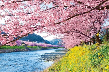 [Shizuoka Cherry Blossom Viewing Day Tour] Izu Kawazu Sakura & Mt. Fuji’s stunning observation deck "Izu Panoramic Park" & all you can eat strawberries | Departing from Tokyo