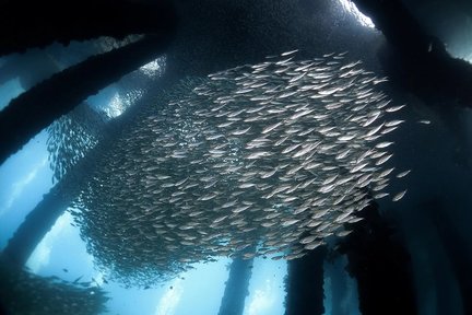 Buceo avanzado PADI en aguas abiertas en Tioman con PADI 5 Star Dive Center