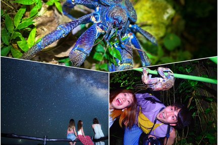 Ishigaki Island/Night Starry Sky & Jungle Night Tour (Okinawa)