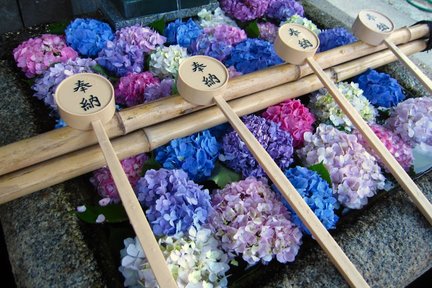 １Day Hydrangea in Bloom and Temples Private Tour in Kyoto